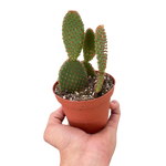 Opuntia 'Microdasys' (Bunny Ear Cactus)