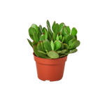 Succulent Monthly Subscription Box