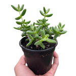 Delosperma echinatum 'Pickle Plant'