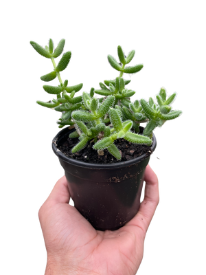 Delosperma echinatum 'Pickle Plant'