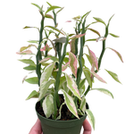 Variegated Devil's Backbone Euphorbia