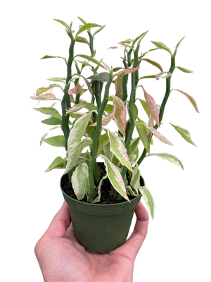 Variegated Devil's Backbone Euphorbia