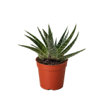 Succulent Gasteria Zimflora