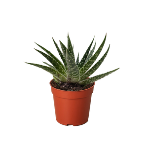 Succulent Gasteria Zimflora