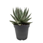 Succulent Haworthia Savanna