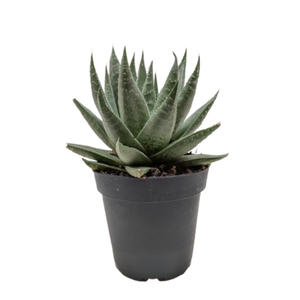 Succulent Haworthia Savanna