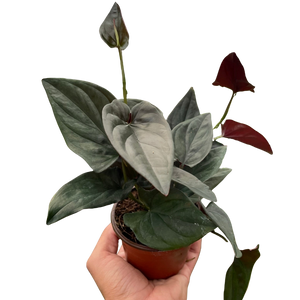 Syngonium 'Red Arrow'