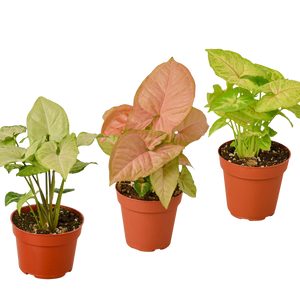 3 Different Syngonium Plants - Arrowhead Plants / 4" Pot / Live Plant