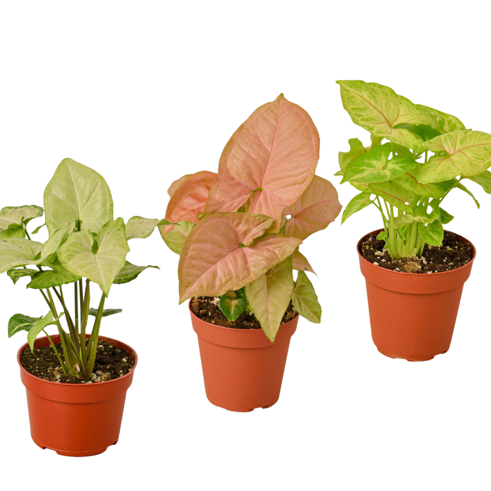 3 Different Syngonium Plants in 4" Pots - Syngonium Bundle