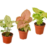 3 Different Syngonium Plants in 4" Pots - Syngonium Bundle