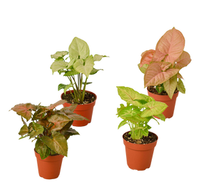 4 Different Syngonium Plants - Arrowhead Plants / 4" Pot / Live Plant