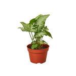 Syngonium White Butterfly