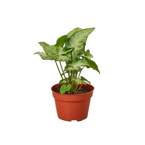 Syngonium White Butterfly