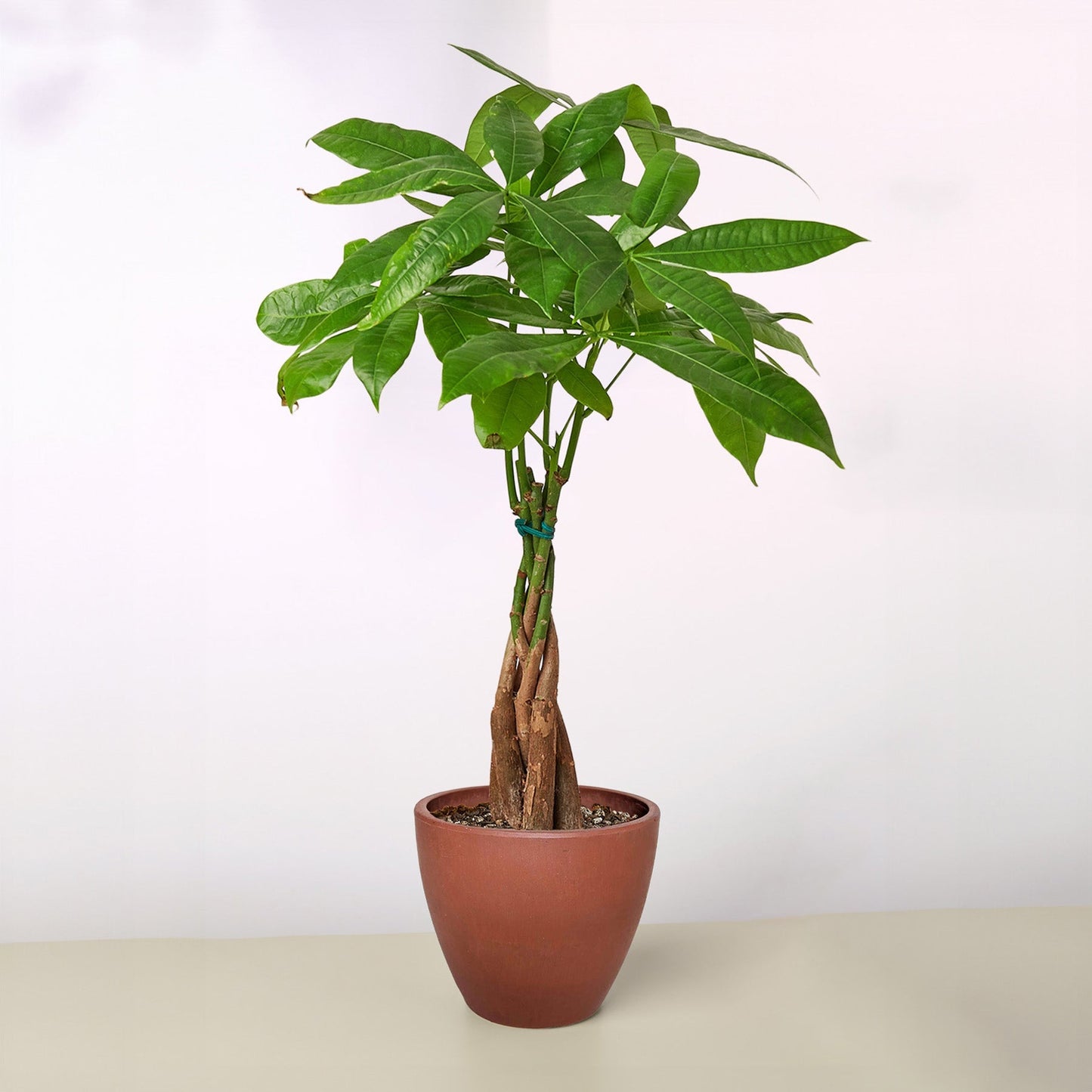 Money Tree