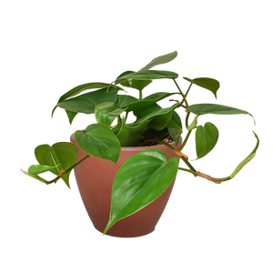 Philodendron Cordatum Heartleaf