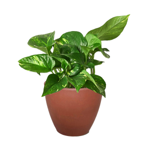 Pothos 'Golden'