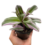 Tradescantia 'Nanouk'