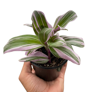 Tradescantia 'Nanouk'