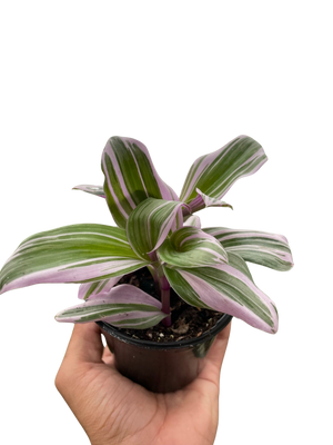 Tradescantia 'Nanouk'