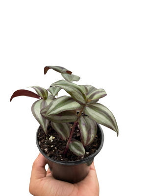 Tradescantia Zebrina 'Wandering Dude'