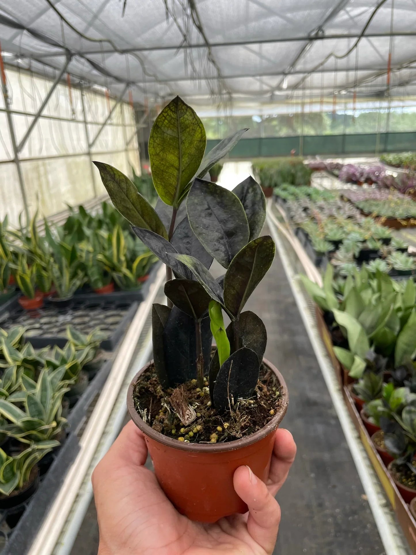 ZZ 'Black Queen'