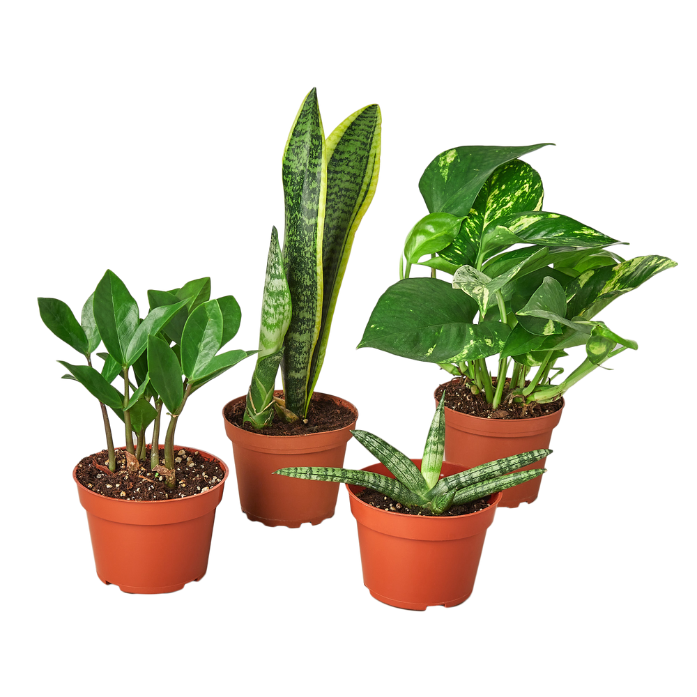 Easy Care Bundle - Indoor Plant Bundle - Easy Bundle - Houseplants
