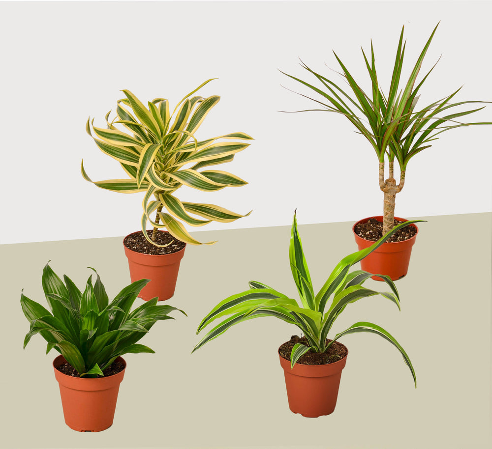 4 Different Dracaenas in 4" Pots - Dracaenas Bundle