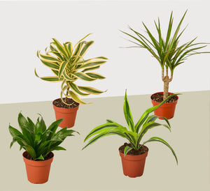 4 Different Dracaenas in 4" Pots - Dracaenas Bundle