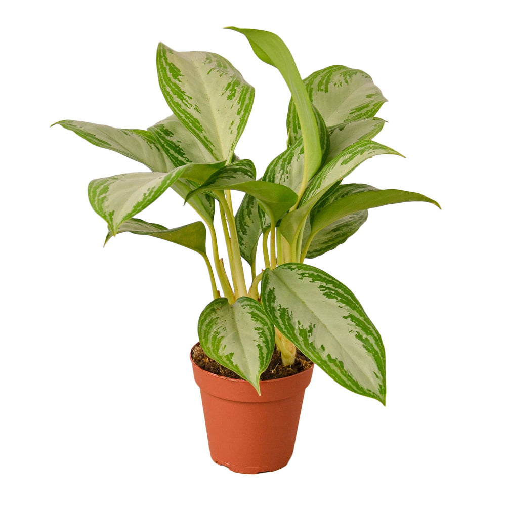 Low Light Bundle - Indoor Plant Bundle - Low Bundle - Houseplant