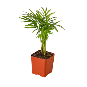 3" Tropical Plant Bundle