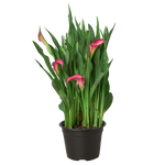 Calla Lily