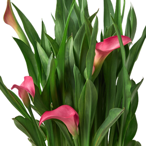 Calla Lily