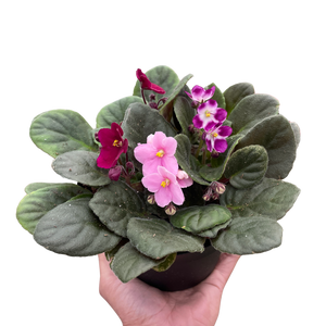 African Violet