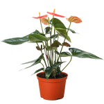 Anthurium 'Orange'