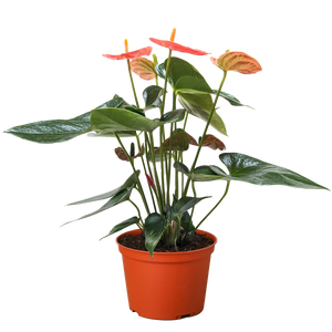 Anthurium 'Orange'