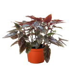 Begonia 'Corallina'