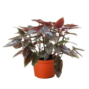 Begonia 'Corallina'