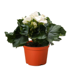 Begonia 'Reiger'