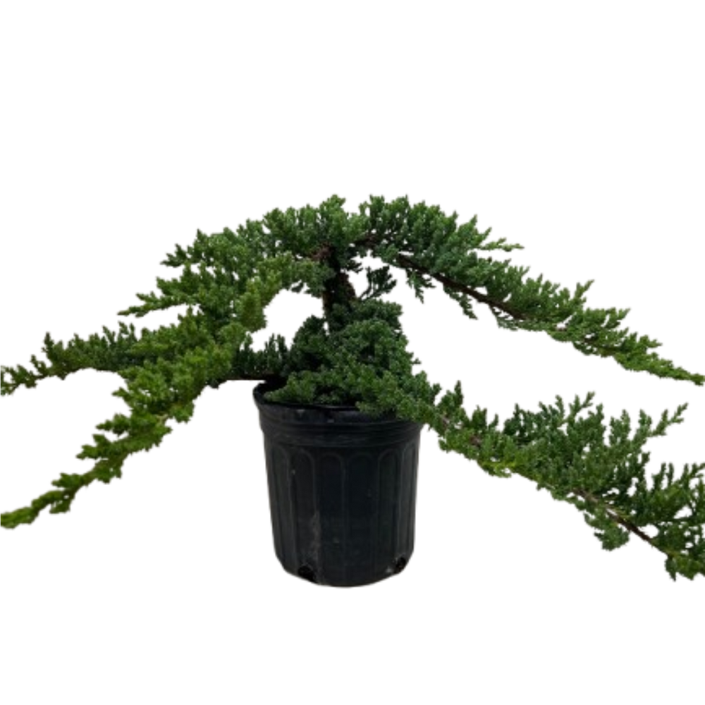 Bonsai Juniper