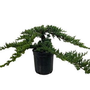 Bonsai Juniper