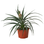 Bromeliad 'Yellow Pineapple' - 6" Pot