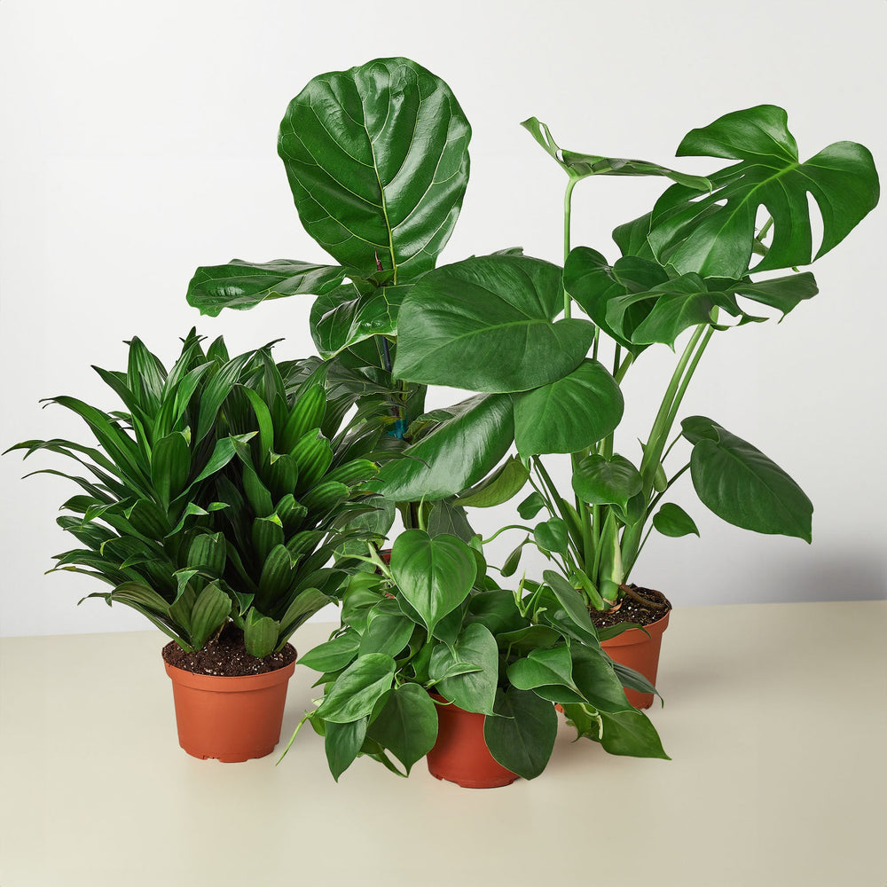 Popular Plants Bundle