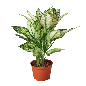 Chinese Evergreen 'First Diamond'