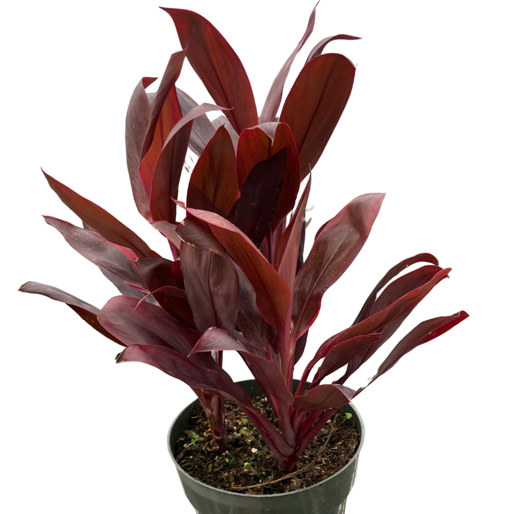 Cordyline 'Calypso Queen'