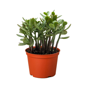 Succulent Crassula 'Jade'