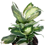 Dieffenbachia 'Cool Beauty'