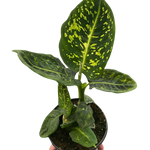 Dieffenbachia 'Reflector'