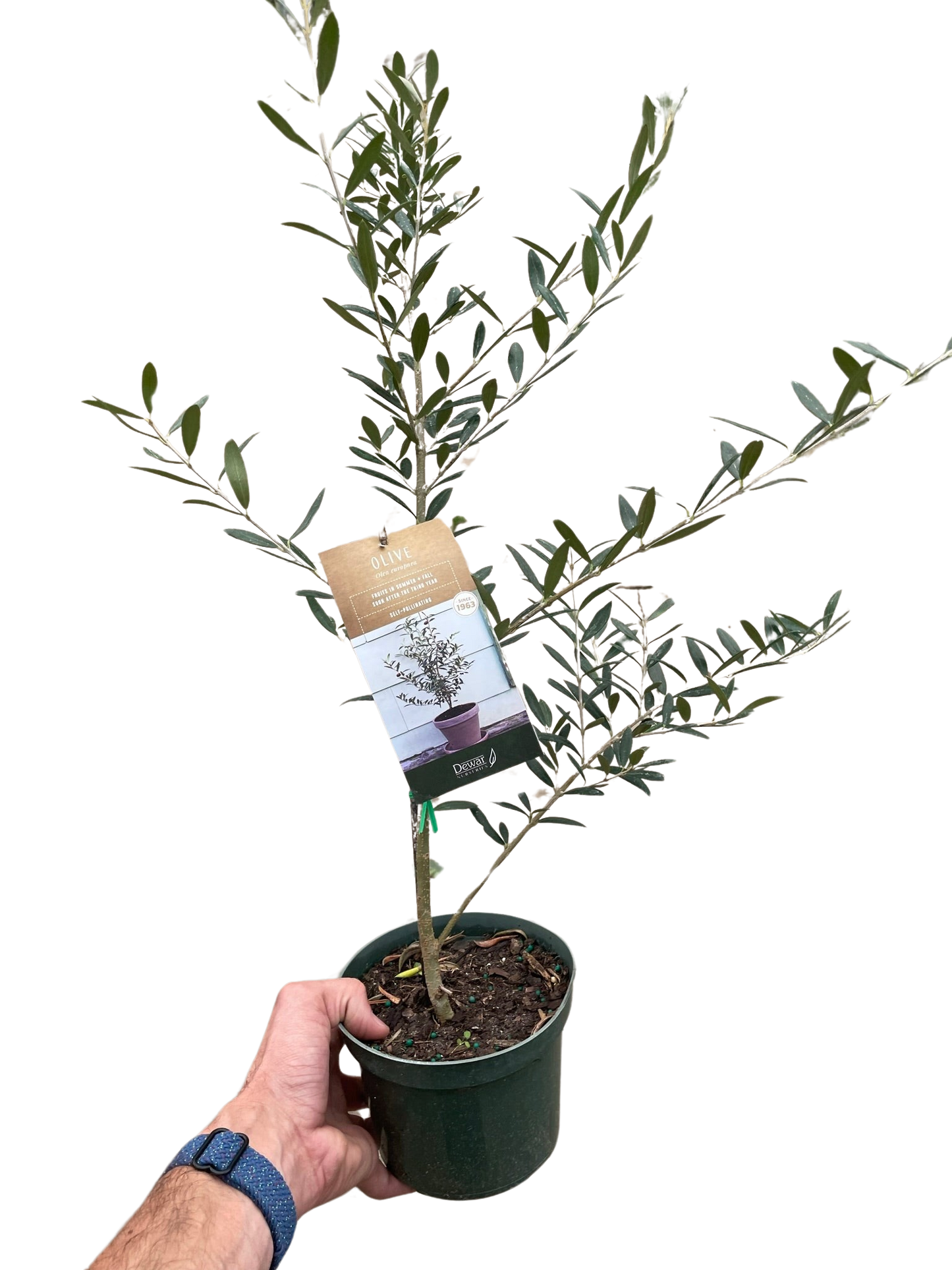 Olive Tree