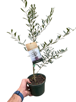 Common Olive Tree (Olea europaea)