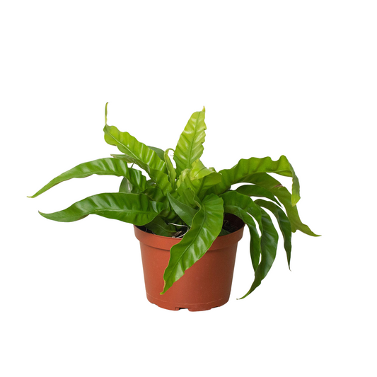 Bird's Nest Fern 'Hurricane'